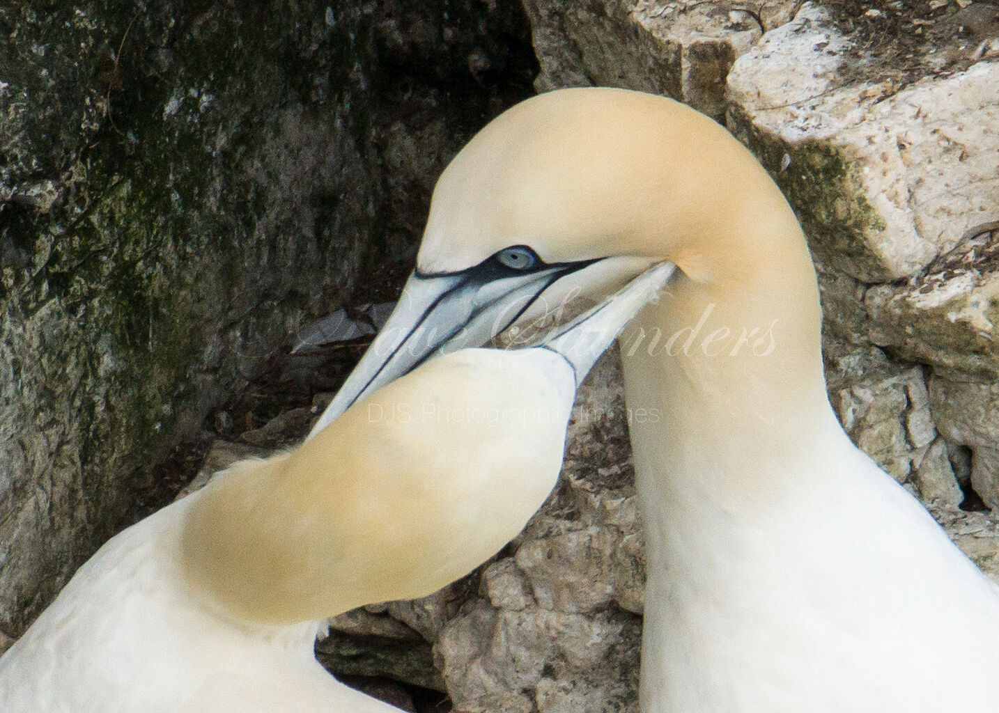 Gannet pairing