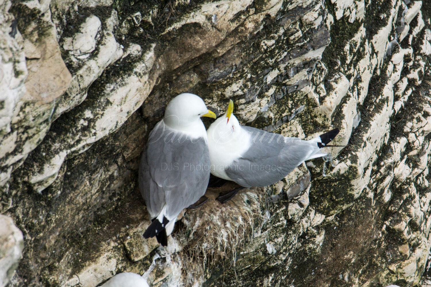 Kittiwake pair