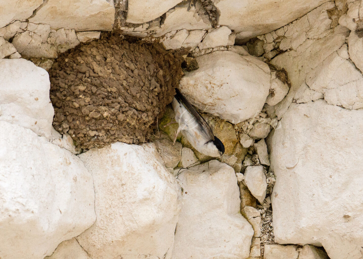 House Martin exiting nest