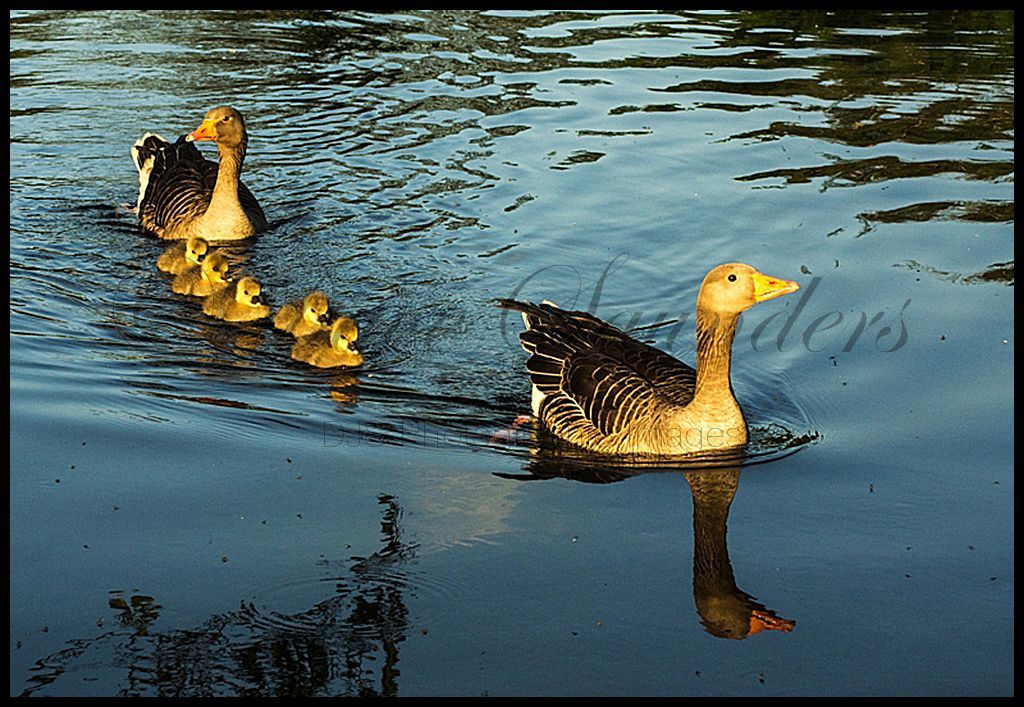 Greylag Geese family
