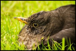 Juvenile Blackbird