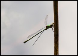 Damselfly