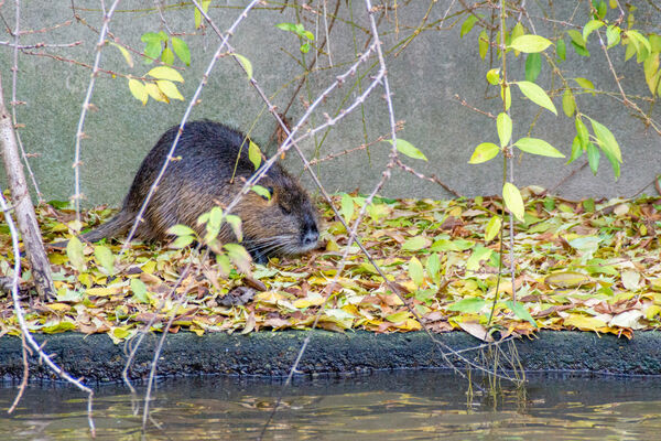 Nutria (Coypu)