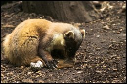 Pine Marten