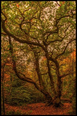 Autumn Tree