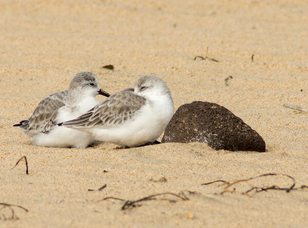 Sanderling