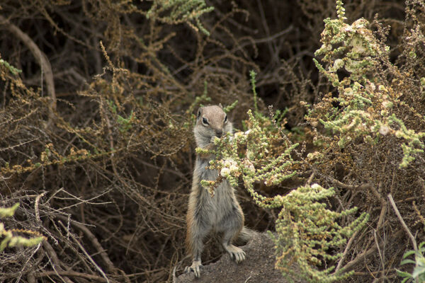 Fuerteventura (Canary Islands)