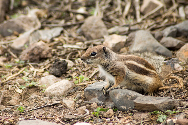 Barbary Ground Squirrel