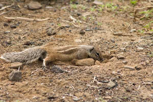 Barbary Ground Squirrel digging