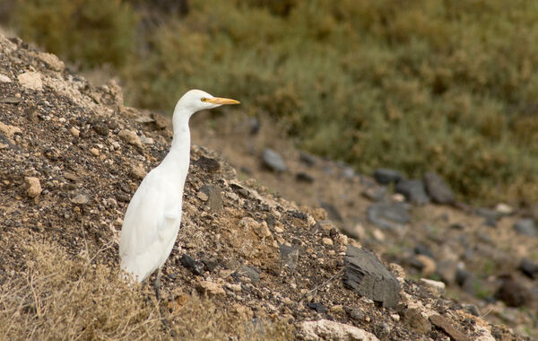 Cattle Egret