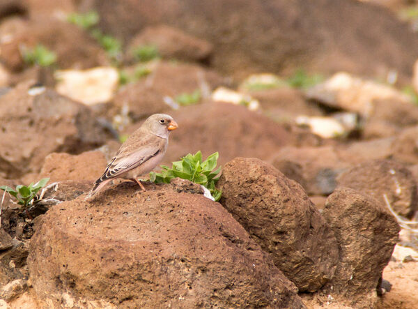 Trumpeter Finch
