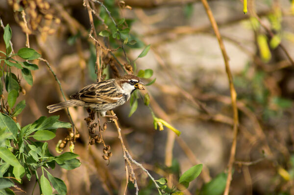 Spanish Sparrow