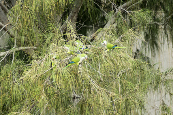 Monk Parakeet group