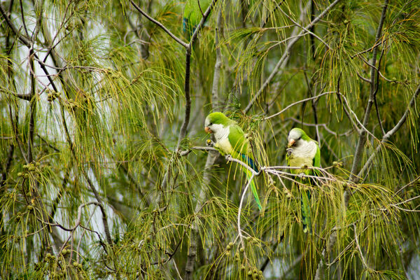 Monk Parakeets