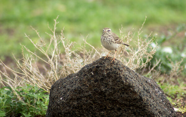 Birds of Fuerteventura