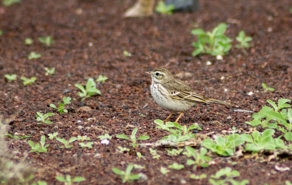 Berthelots Pipit 1