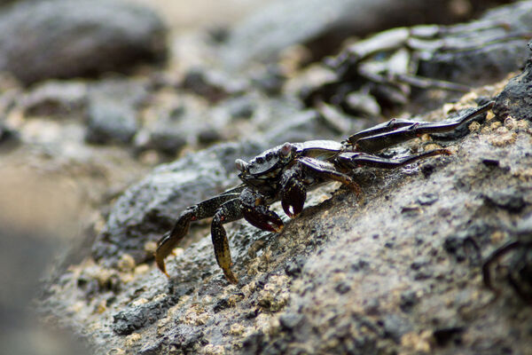Sally Lightfoot Crab (Shore Crab)