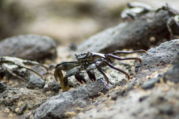 Sally Lightfood Crab (Shore Crab)