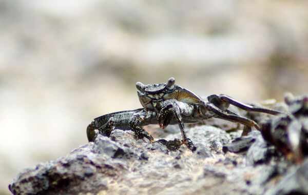 Sally Lightfood Crab (Shore Crab)