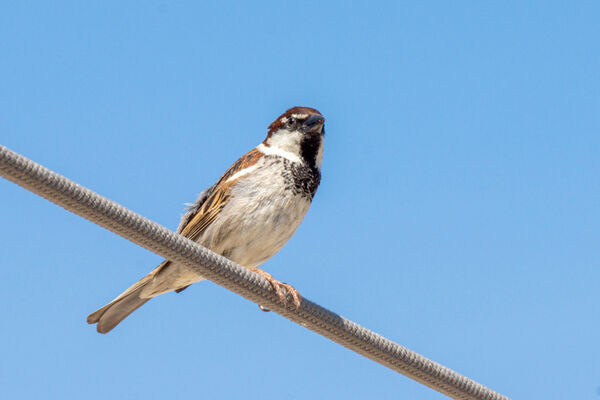 Italian Sparrow