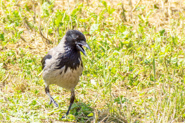 Hooded Crow