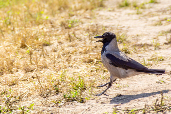 Hooded Crow