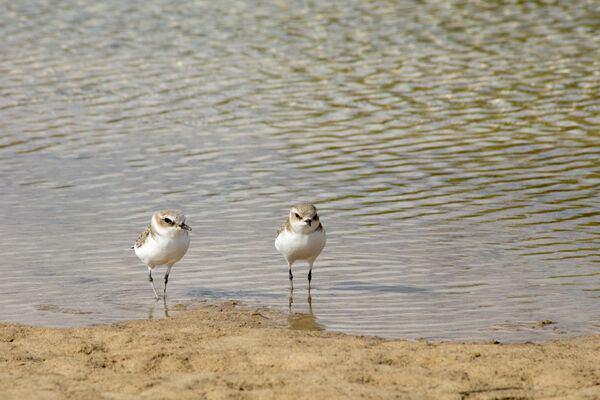 Kentish Plover pair