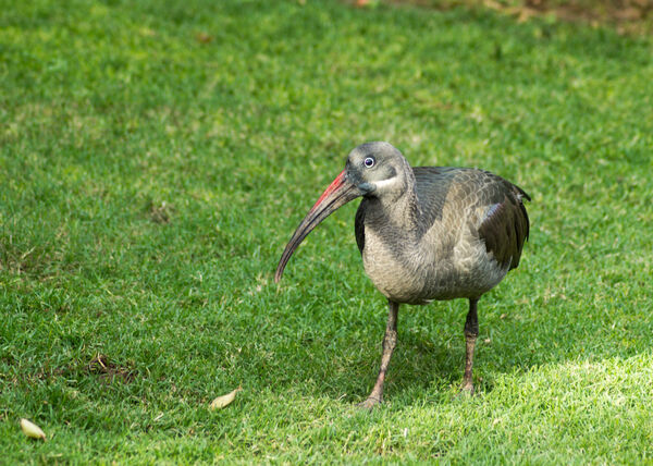 Hadada Ibis