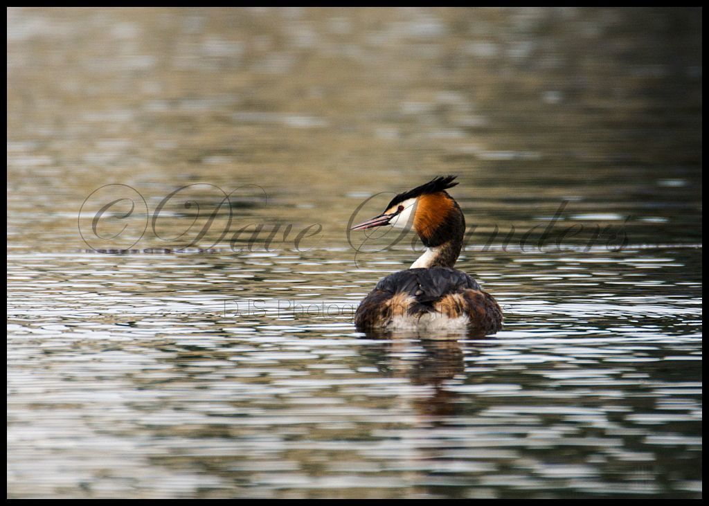 Great Crested Grebe