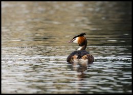 Great Crested Grebe