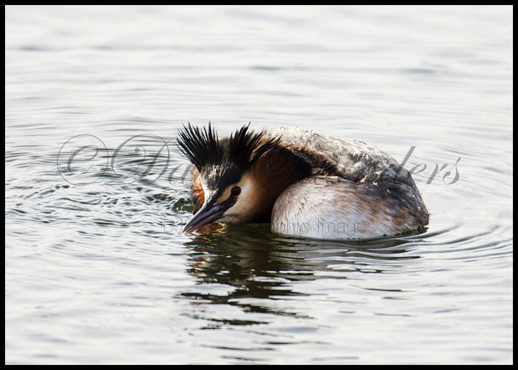 Great Crested Grebe