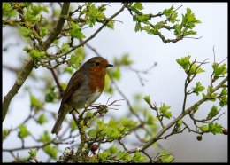 Robin