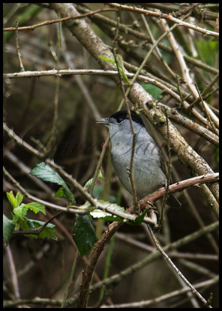 Singing Black Cap