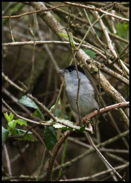 Singing Black Cap