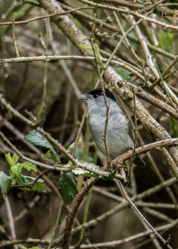 Blackcap (Male)