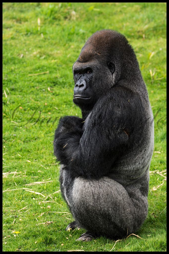 Grumpy!