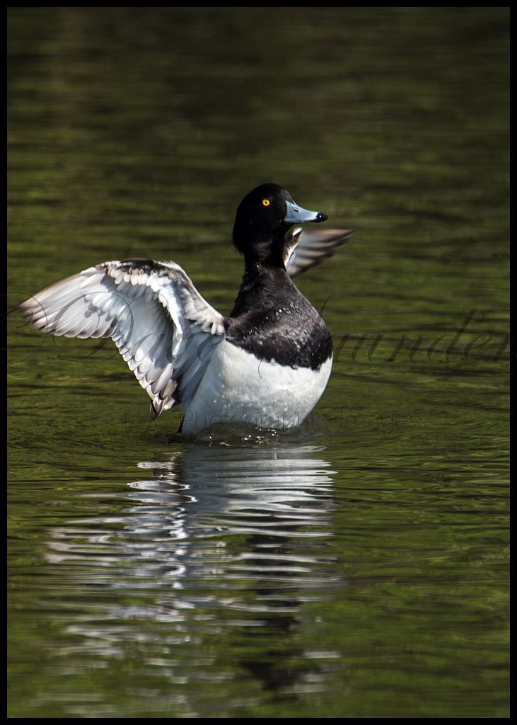 Male Tufted Duck