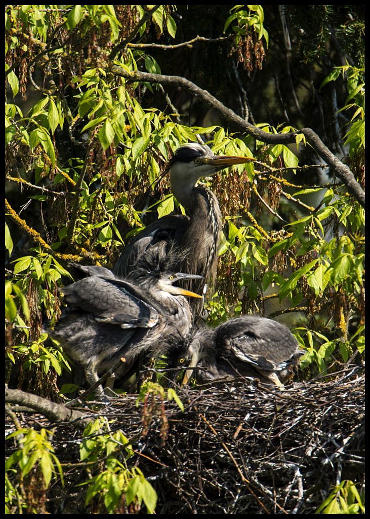 Grey Heron Juveniles