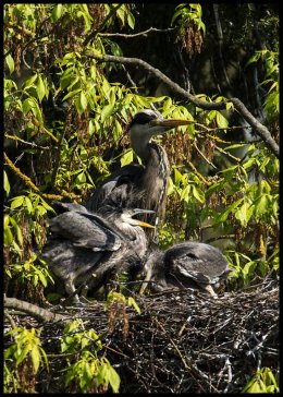 Grey Heron Juveniles
