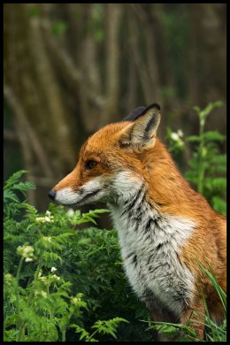 Profile of a fox