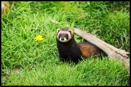 Polecat