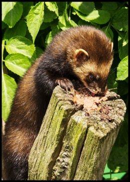 Polecat