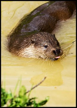 Otter