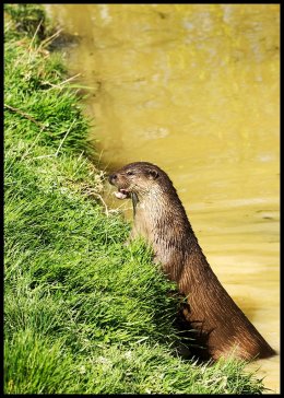 Otter