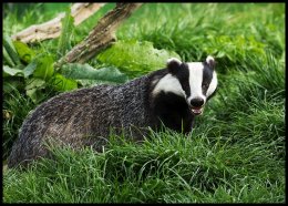 Badger