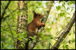 Red Squirrel