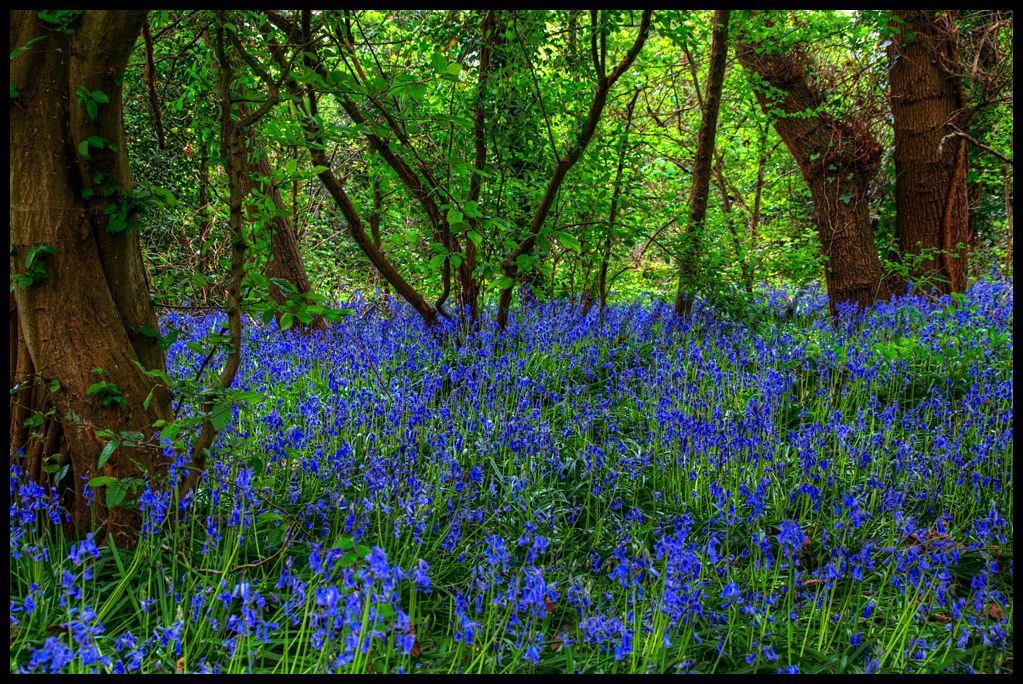Bluebell Woodland