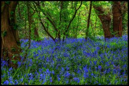 Bluebell Woodland