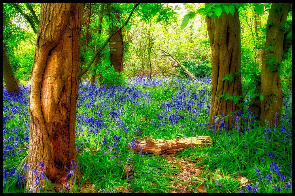 Bluebell Wood