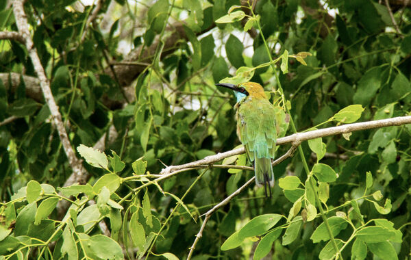 Green Bee Eater